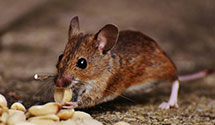 24 Hour & Emergency Exterminators in Zahl, ND